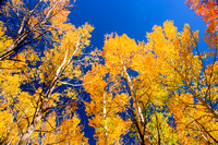 Colorado Fall Colors Collection