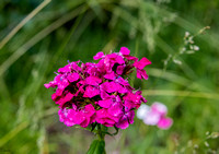 Magenta flower Placer valley_D857665