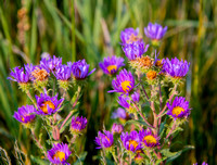 Bigelow Tansy Aster_D857688