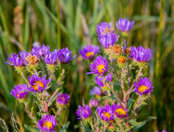 Bigelow Tansy Aster_D857688