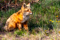 Red fox sitting