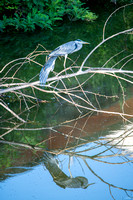 Great Blue Heron Preching Arno river_D851916