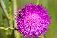 Canadian Thistle _6739 sm