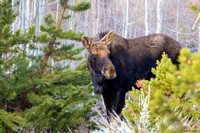 Moose in Trees_0762
