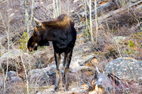 Moose in rocks and trees_0739