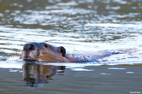 Beaver head shot_1211