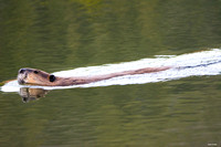 Beaver swiming 1220