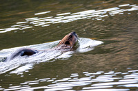 Beaver ready to smack tail_1233