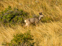Buck Mule deer in grass_6967