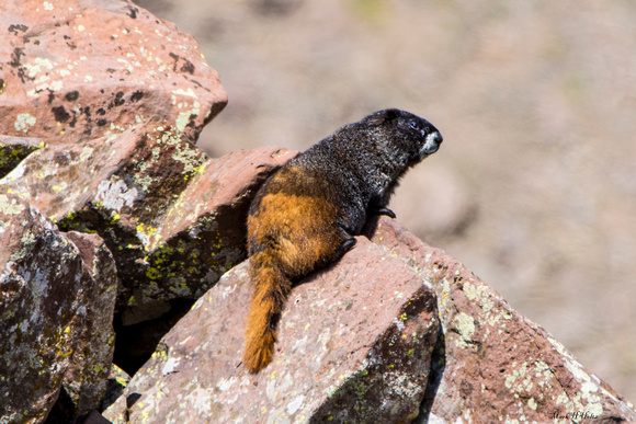 Marmot lookout_6546