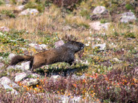 Marmot running_8840