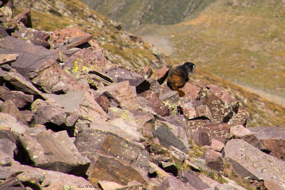 Marmot on Talas slope_8921