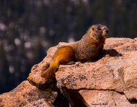 Marmot on Rock_2821