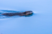 Beaver swimming_2085