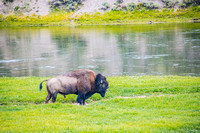 Bison bull bellowing_D857517