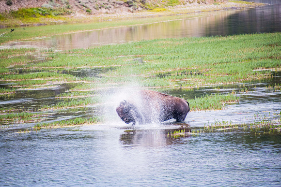 Bison shaking off water_D857130 - Copy