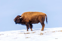 Bison sniffing the air_0545 - Copy