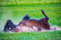 Bison on a roll _D855331 Cropped copy - Copy