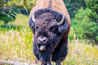 Bison toung hanging out_D857072