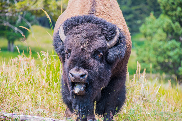 Bison toung hanging out_D857072