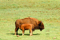Bison calf feeding 2 0047 cropped copy