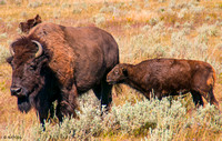Bison Calf Nursing 0399