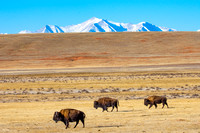 Bison and Mountain_7858