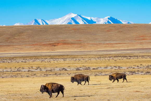 Bison and Mountain_7858