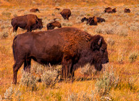 All Bull Bison 0402