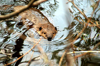 Beaver with stick 0106