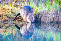 Beaver reflection_D859123