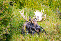 Bull Moose lying in grass edited