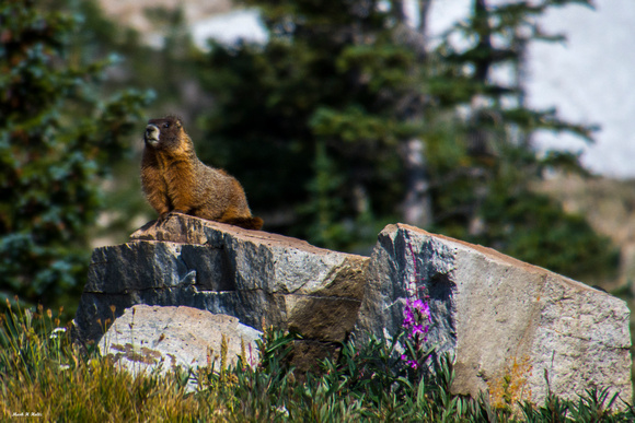 Marmot on guard_0796