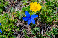 Blue and Yellow Alpine flower DSC_1931