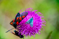 Bugs on Purple flower_2032