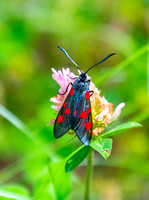 Red Spotted black bug_2019