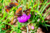 Butterflies on purple flower_2021