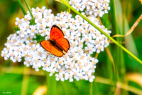 Orange Butterfly_2044
