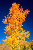 Aspen Tree fall leaves DSC_9865