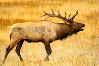 Bull Elk Bugling RMNP DSC_9944