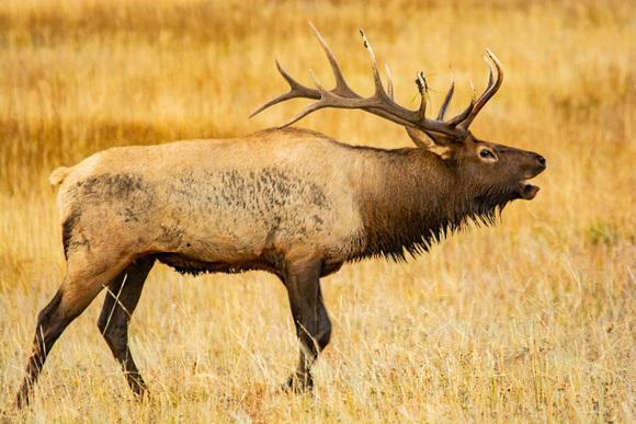 Bull Elk Bugling RMNP DSC_9944