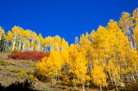Colorado Aspen Colorado sky_D852143