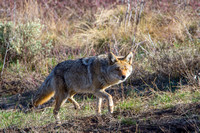 Coyote Stare_1004