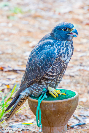 Tibetan Altai Saker Falcon_8279