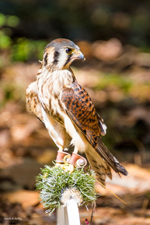 Peregrine Falcon_8338